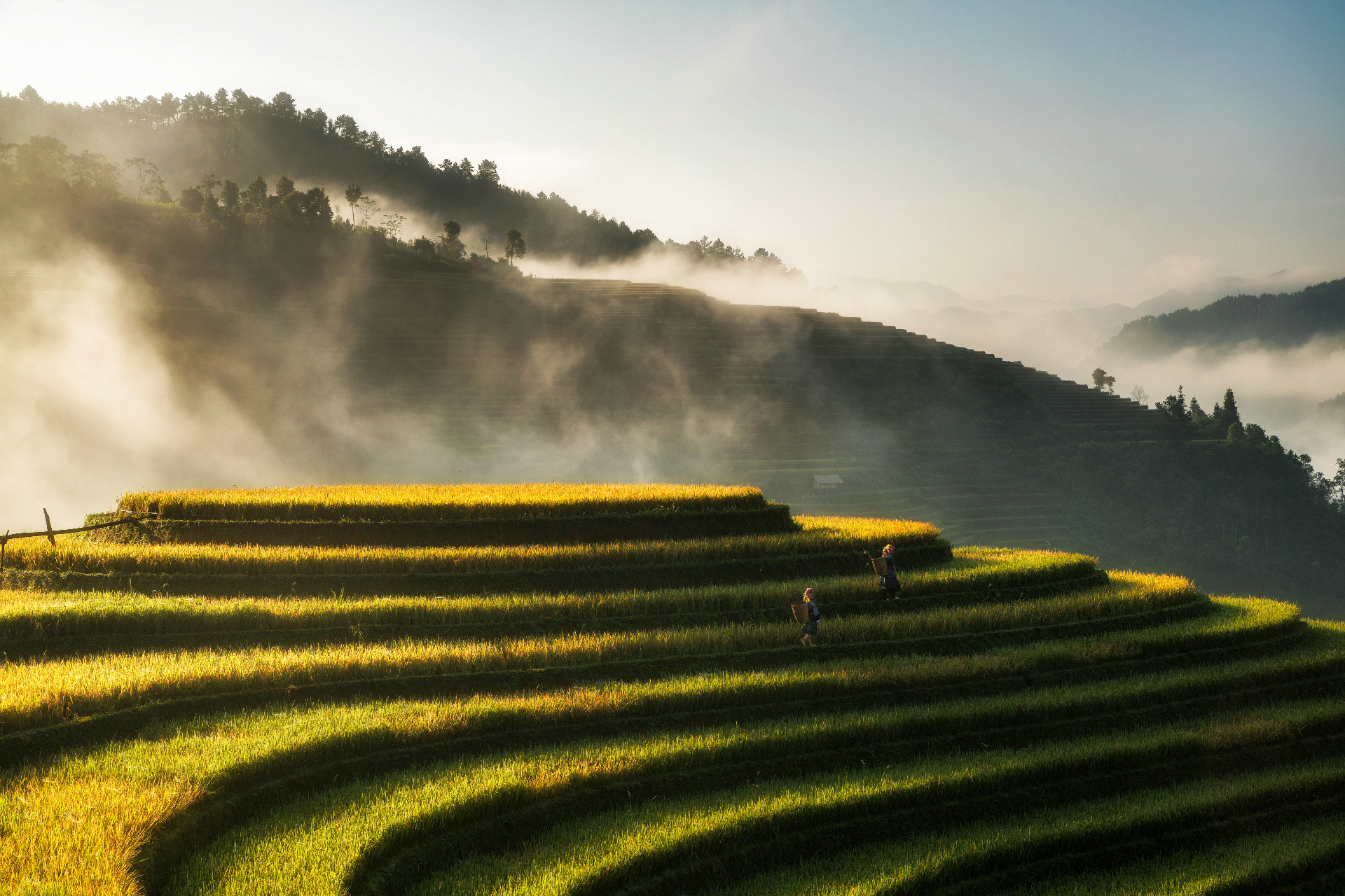 Risaie terrazzate immerse nella nebbia del mattino, con due contadini che camminano tra i campi dorati e colline verdi sullo sfondo